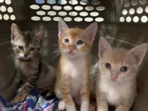Gato raça Srd idade Abaixo de 2 meses nome Eduardo, Felipe e Catarina 