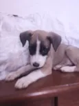 Carmela