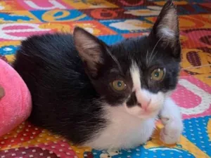Gato raça Srd idade Abaixo de 2 meses nome Jaqueline