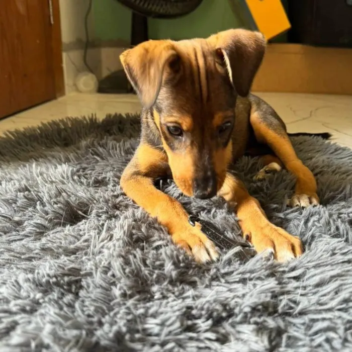 Cachorro ra a SRD-ViraLata idade  nome Kim