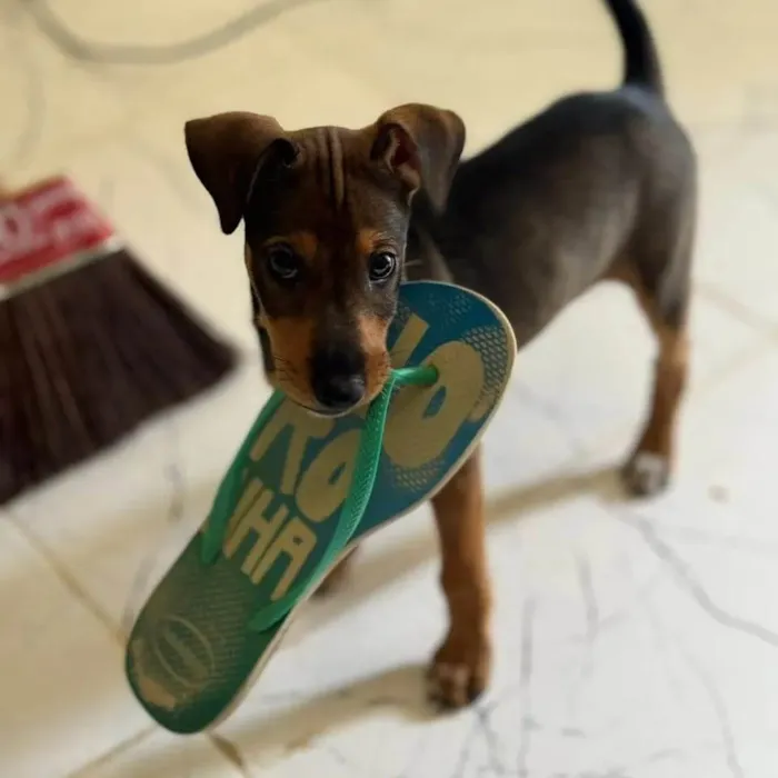 Cachorro ra a SRD-ViraLata idade  nome Kim