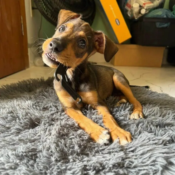 Cachorro ra a SRD-ViraLata idade  nome Kim