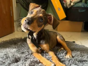 Cachorro raça SRD-ViraLata idade  nome Kim