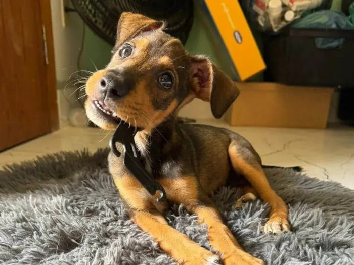 Cachorro ra a SRD-ViraLata idade  nome Kim
