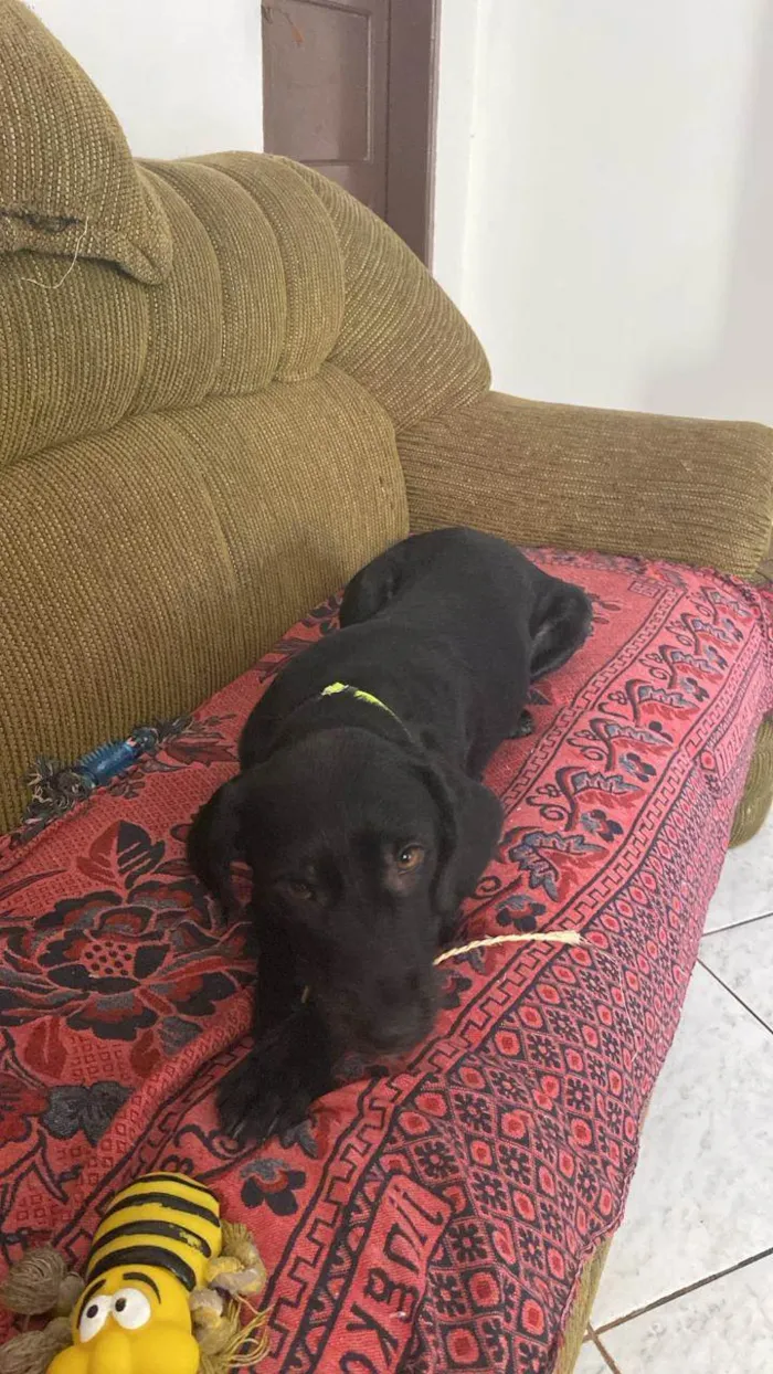 Cachorro ra a SRD-ViraLata idade 3 anos nome Dollynho o seu amiguinho