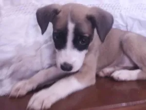 Cachorro raça SRD-ViraLata idade 2 a 6 meses nome Carmela