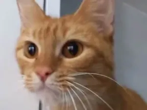 Gato raça Srd idade 1 ano nome Monalisa