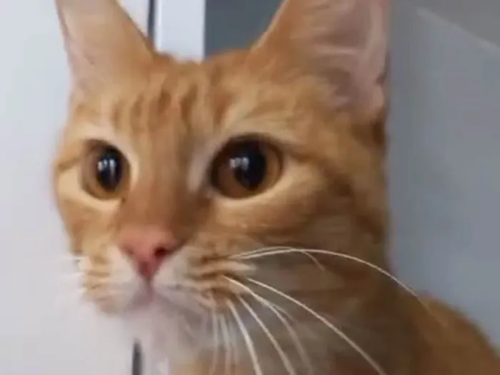 Gato ra a Srd idade 1 ano nome Monalisa