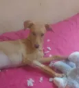 Mel