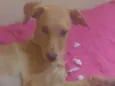 Mel