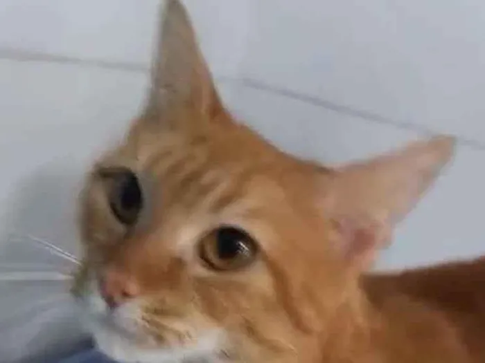 Gato ra a Srd idade 1 ano nome Monalisa