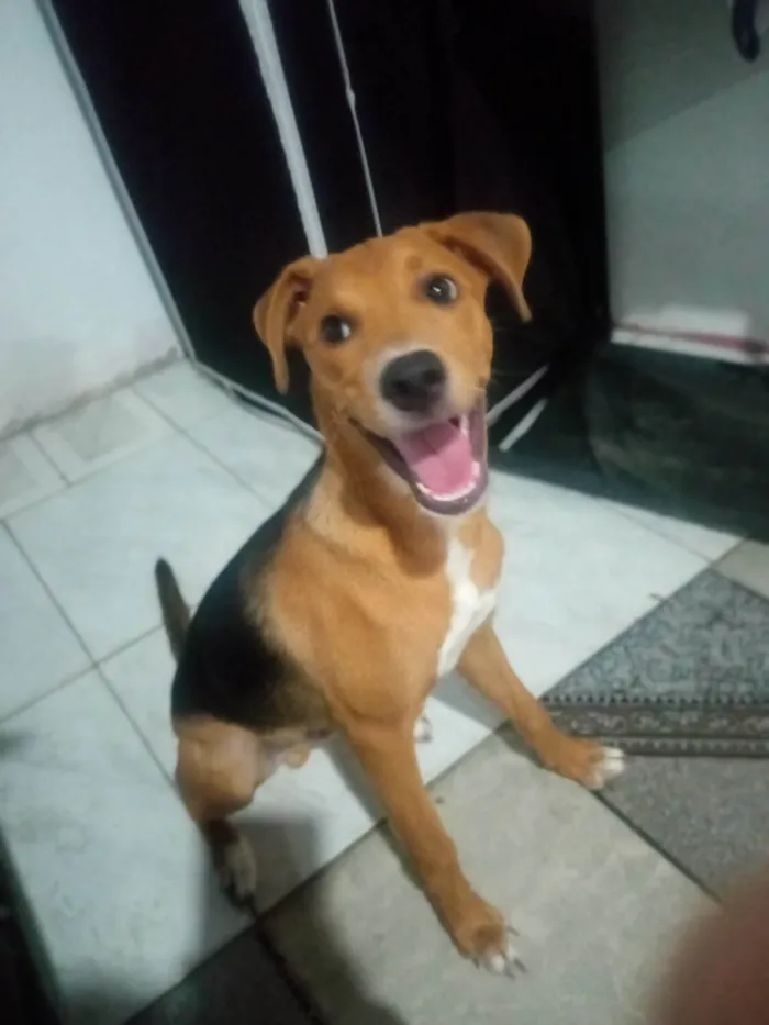 Cachorro ra a SRD-ViraLata idade 2 a 6 meses nome Thor 