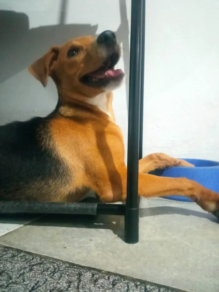 Cachorro ra a SRD-ViraLata idade 2 a 6 meses nome Thor 