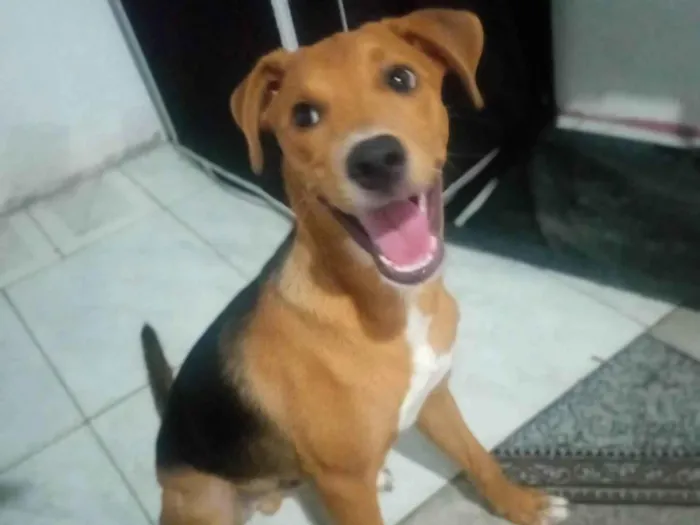 Cachorro ra a SRD-ViraLata idade 2 a 6 meses nome Thor 