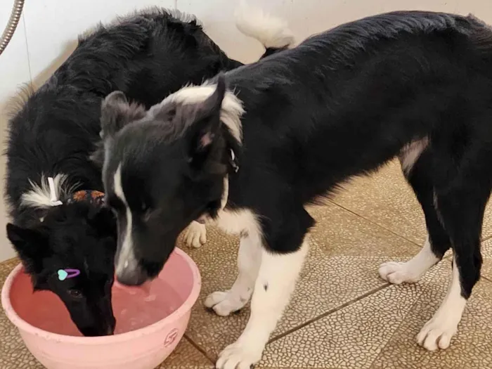 Cachorro ra a Border Collie idade 7 a 11 meses nome Luke e Luna