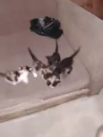 Matuê,tom, ferrugem e frajola