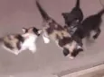 Matuê,tom, ferrugem e frajola