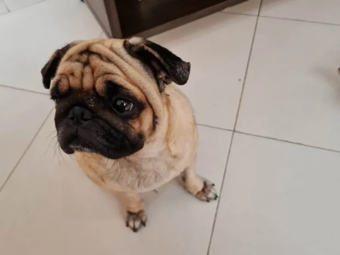 Cachorro ra a Pug idade 3 anos nome Mel 