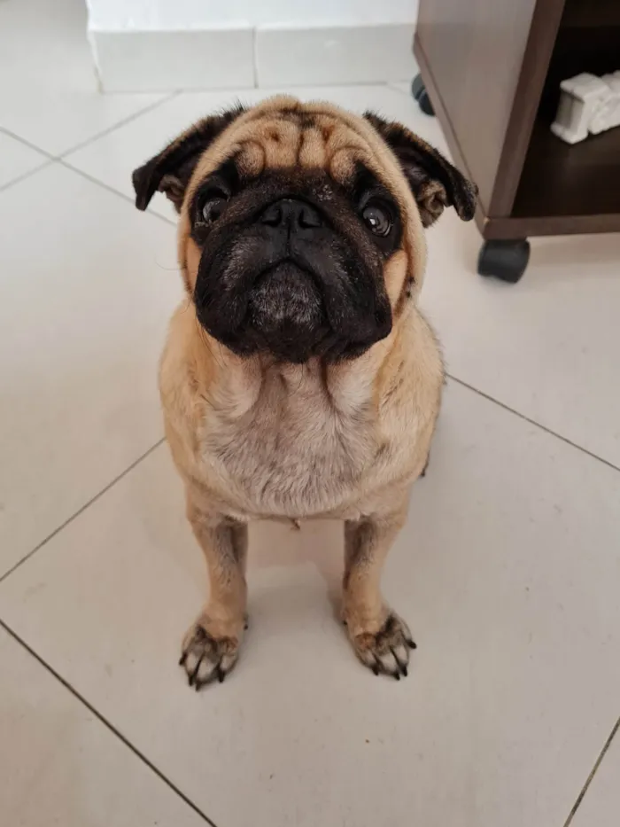 Cachorro ra a Pug idade 3 anos nome Mel 
