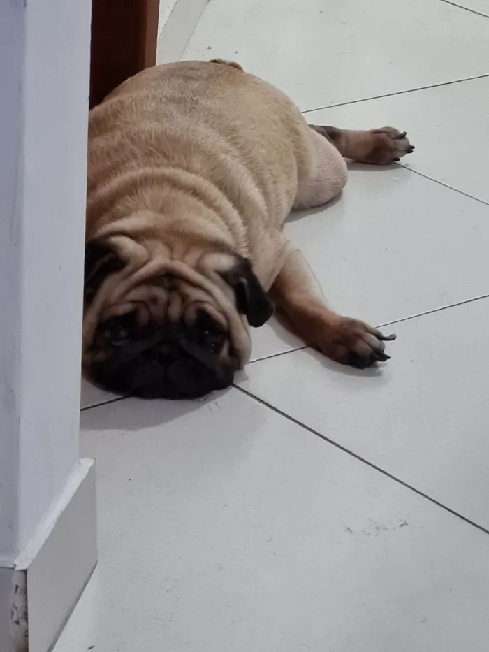 Cachorro ra a Pug idade 3 anos nome Mel 