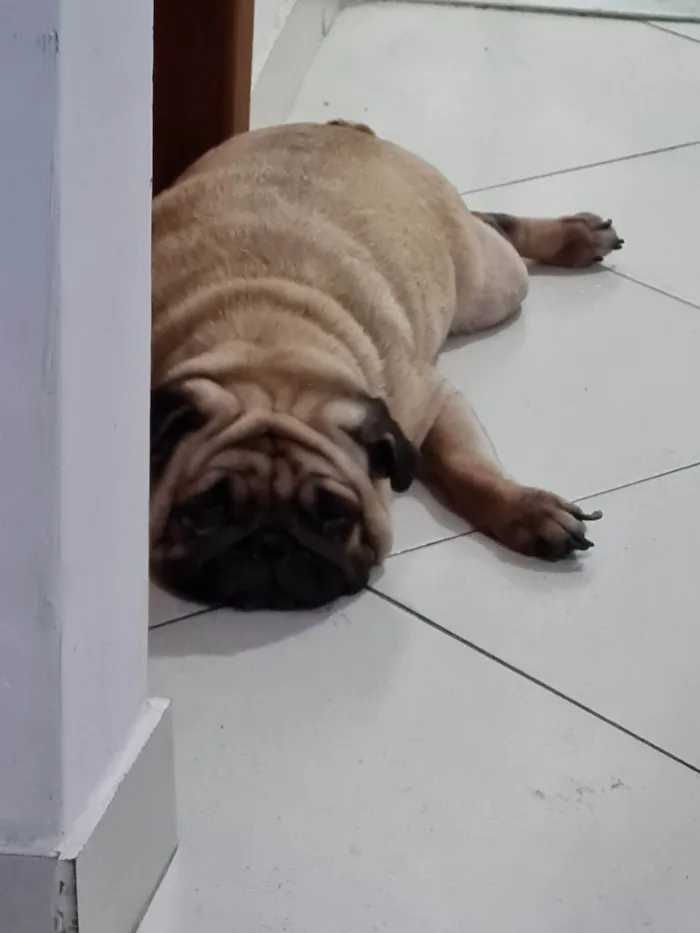 Cachorro ra a Pug idade 3 anos nome Mel 