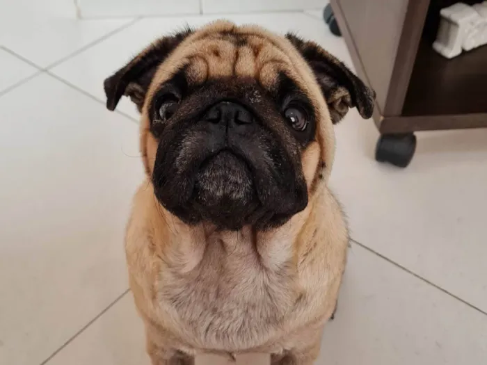 Cachorro ra a Pug idade 3 anos nome Mel 