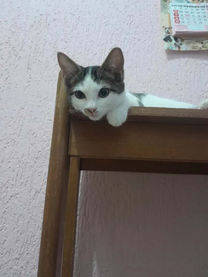 Gato ra a Sialata idade 2 a 6 meses nome Branquinhos