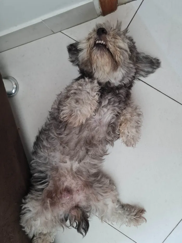 Cachorro ra a Vira-latas  idade 6 ou mais anos nome Sofia