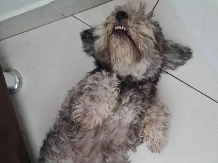 Cachorro ra a Vira-latas  idade 6 ou mais anos nome Sofia