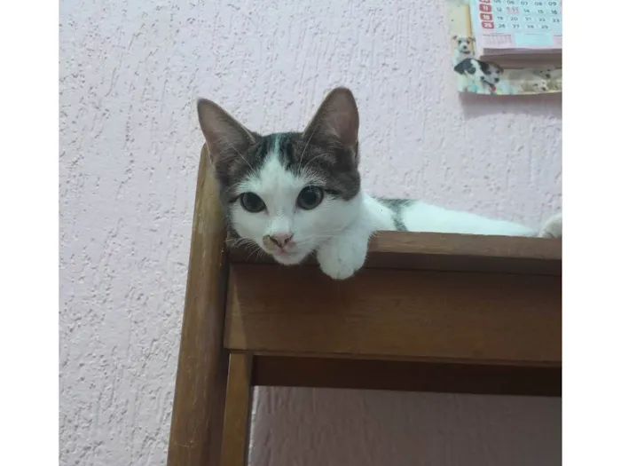 Gato ra a Sialata idade 2 a 6 meses nome Branquinhos