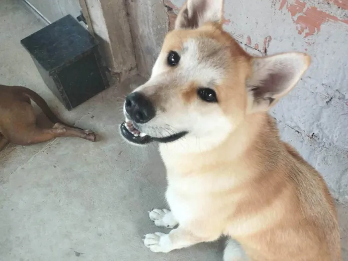 Cachorro ra a Akita inu idade 7 a 11 meses nome Kin