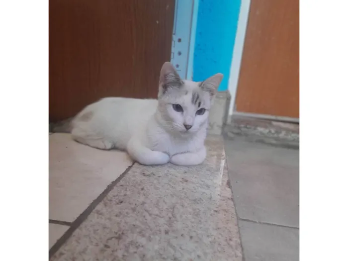 Gato ra a Sialata idade 2 a 6 meses nome Branquinhos