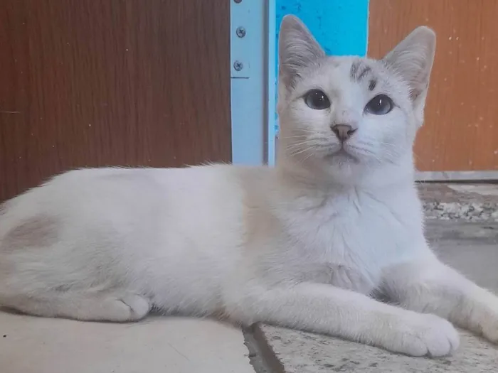 Gato ra a Sialata idade 2 a 6 meses nome Branquinhos