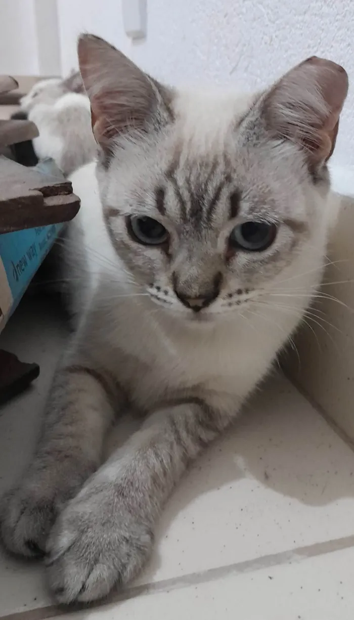Gato ra a Sialata idade 2 a 6 meses nome Branquinhos