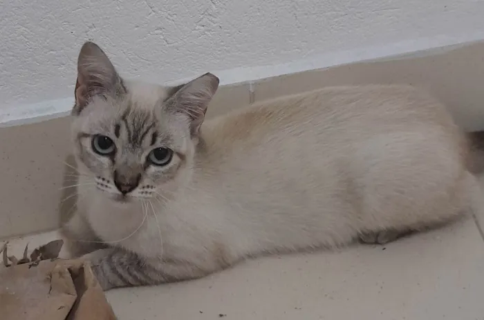Gato ra a Sialata idade 2 a 6 meses nome Branquinhos