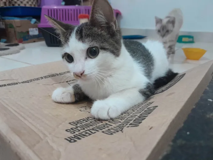 Gato ra a Sialata idade 2 a 6 meses nome Branquinhos