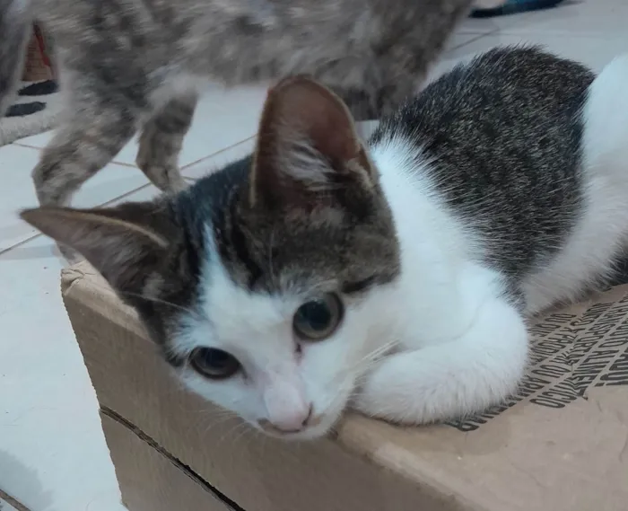 Gato ra a Sialata idade 2 a 6 meses nome Branquinhos
