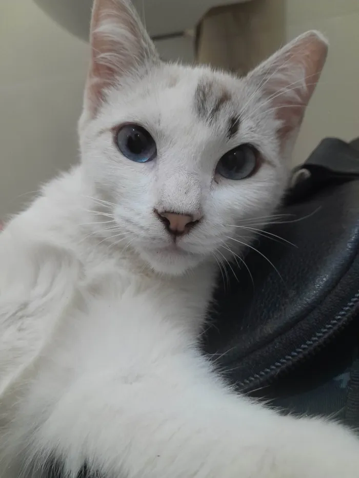 Gato ra a Sialata idade 2 a 6 meses nome Branquinhos