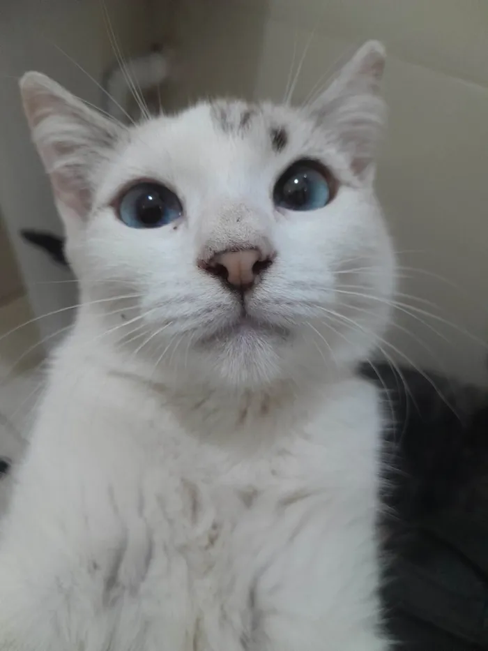 Gato ra a Sialata idade 2 a 6 meses nome Branquinhos