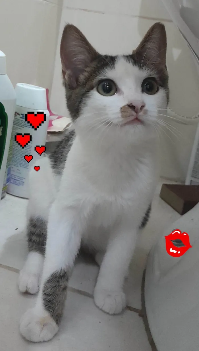 Gato ra a Sialata idade 2 a 6 meses nome Branquinhos