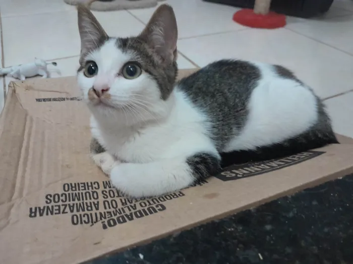 Gato ra a Sialata idade 2 a 6 meses nome Branquinhos