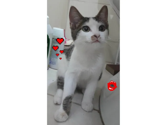 Gato ra a Sialata idade 2 a 6 meses nome Branquinhos