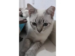 Gato raça Sialata idade 2 a 6 meses nome Branquinhos