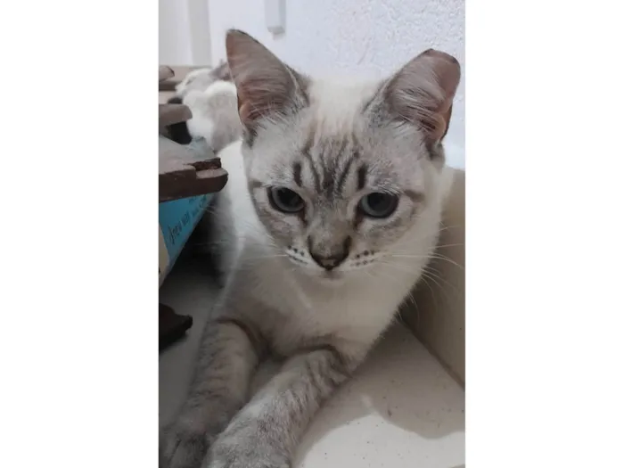 Gato ra a Sialata idade 2 a 6 meses nome Branquinhos
