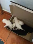 Gatinhos filhote abandonados