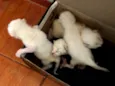 Gatinhos filhote abandonados