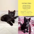 Fuba e Pontinha