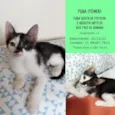 Fuba e Pontinha