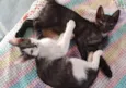 Fuba e Pontinha