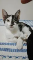 Fuba e Pontinha
